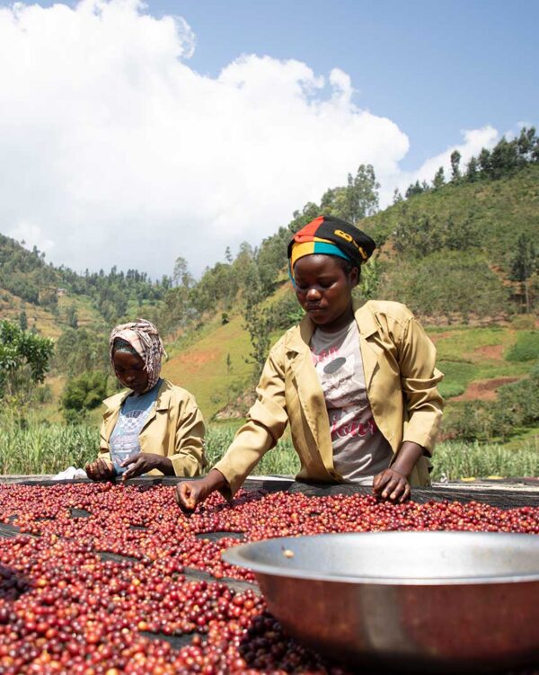 Rwanda Gasharu Natural