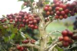 Indonesien Gayo Sesangot Anaerob