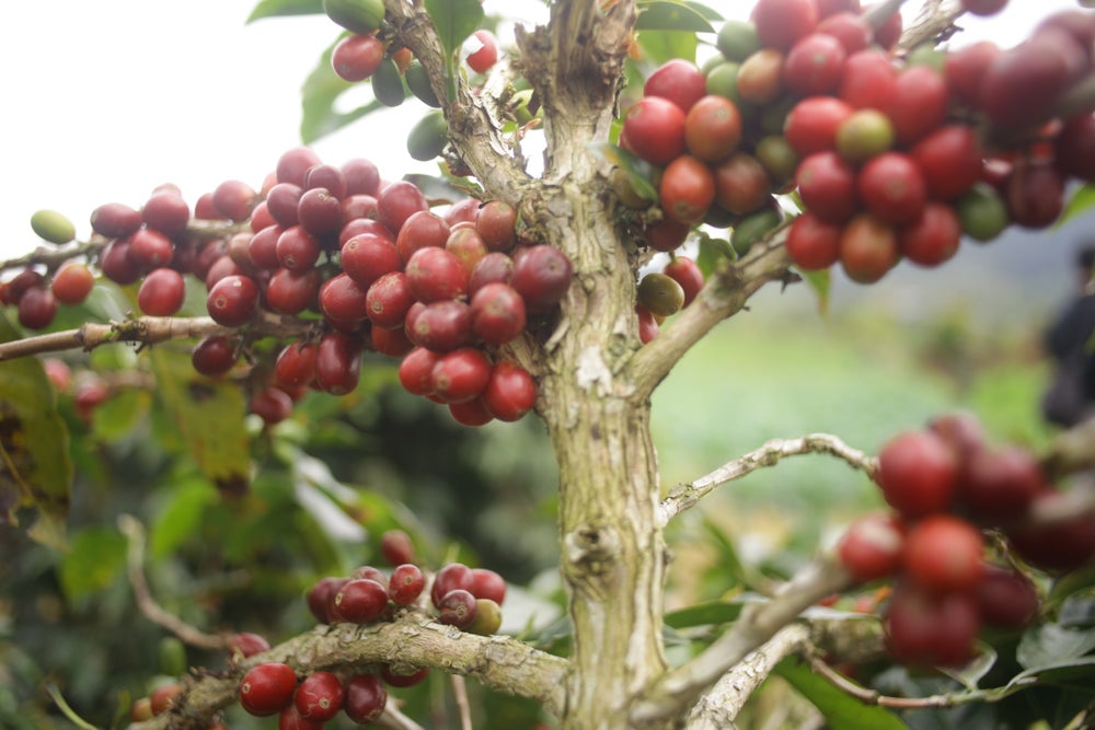 Indonesia Gayo Sesangot Anaerobic – Obrázok 2