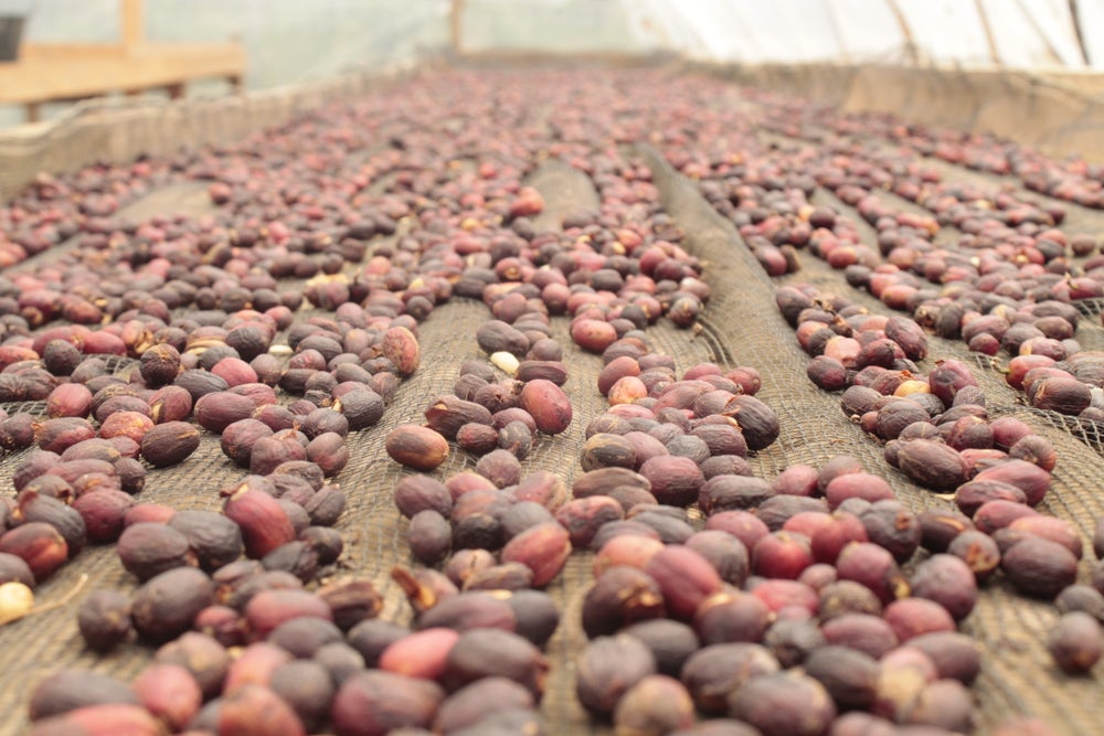 Indonesia Gayo Sesangot Anaerobic – Obrázok 3