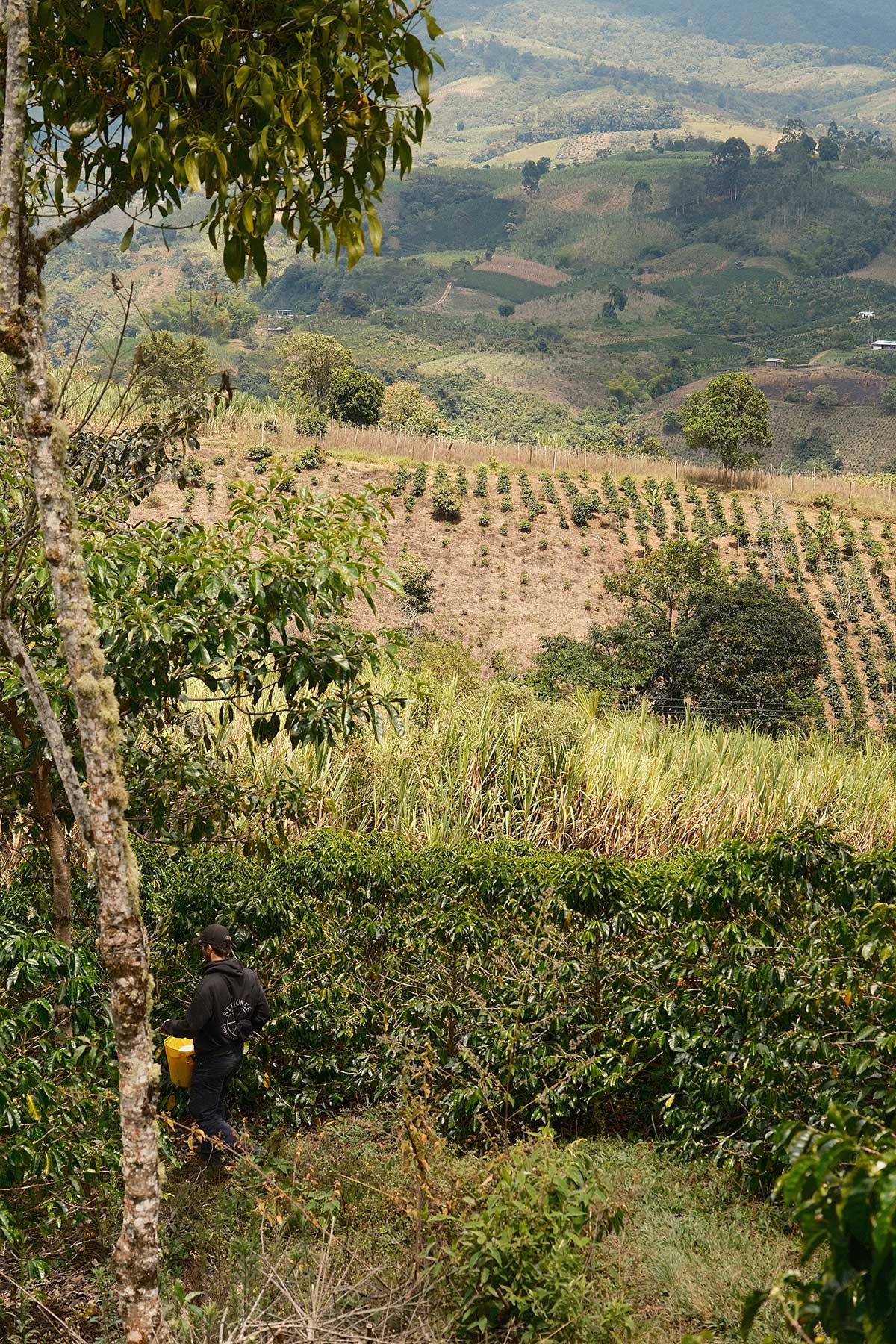 Colombia La Aldea Moisto Ferment – Obrázok 8
