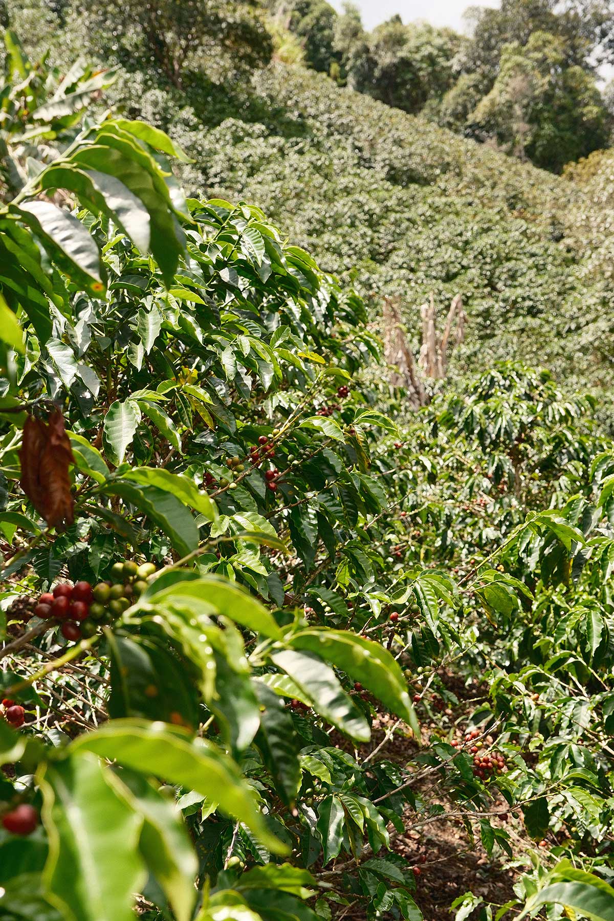 Colombia La Aldea Moisto Ferment – Obrázok 7
