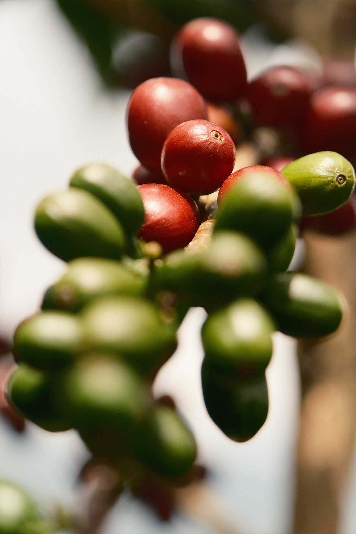 Colombia La Aldea Moisto Ferment – Obrázok 2