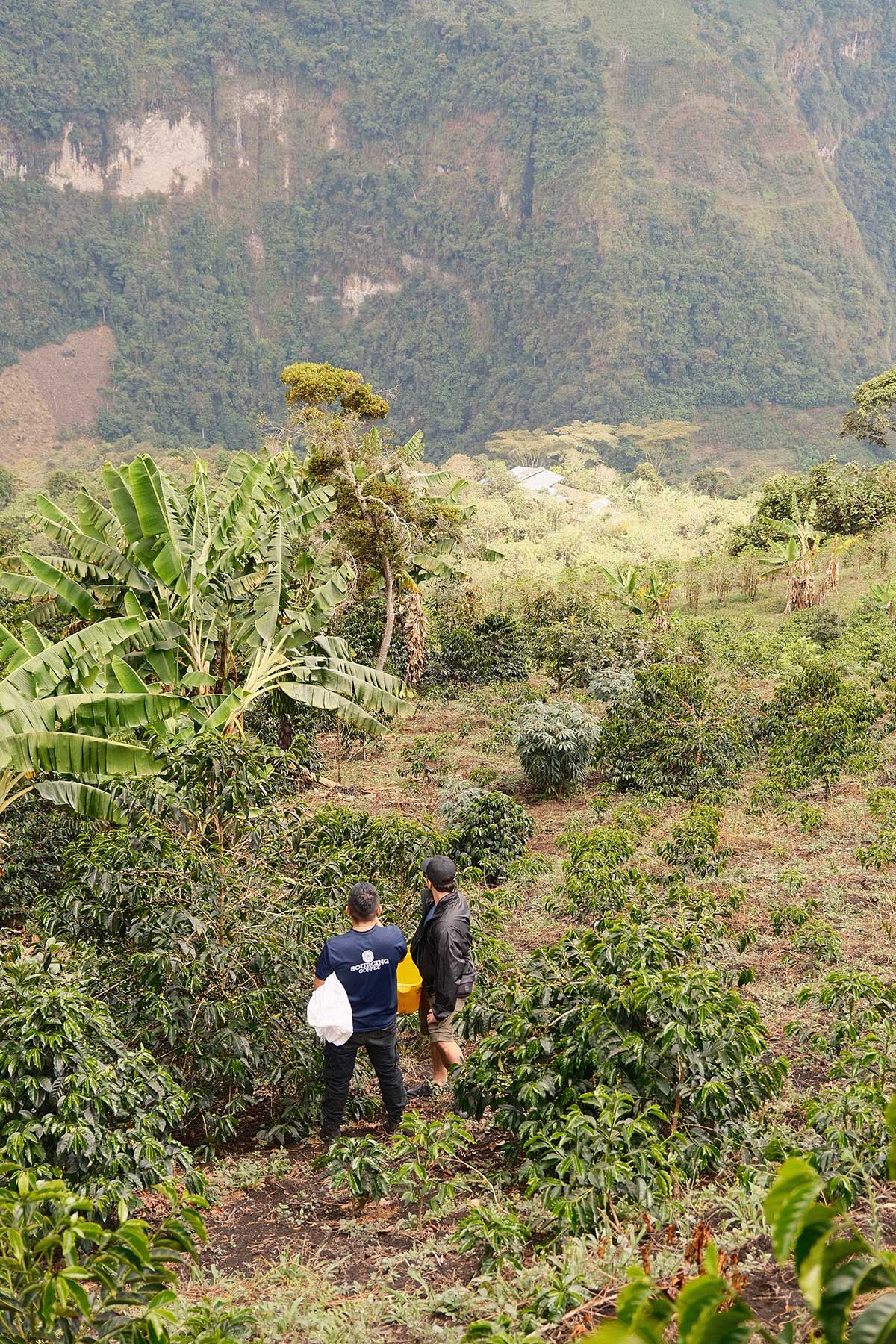 Colombia La Aldea Moisto Ferment – Obrázok 6