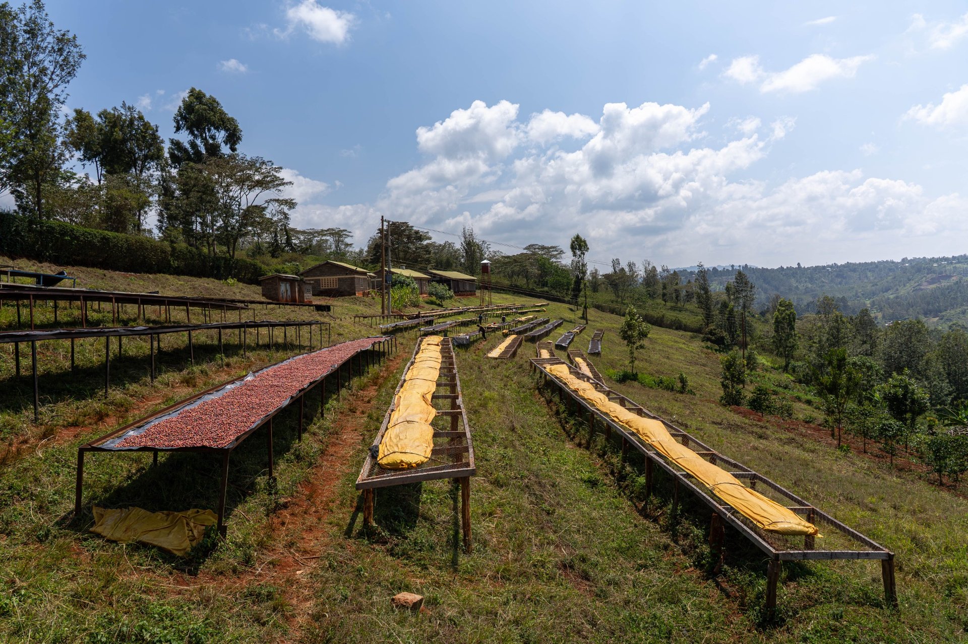 Kenya Subra Natural – Obrázok 4